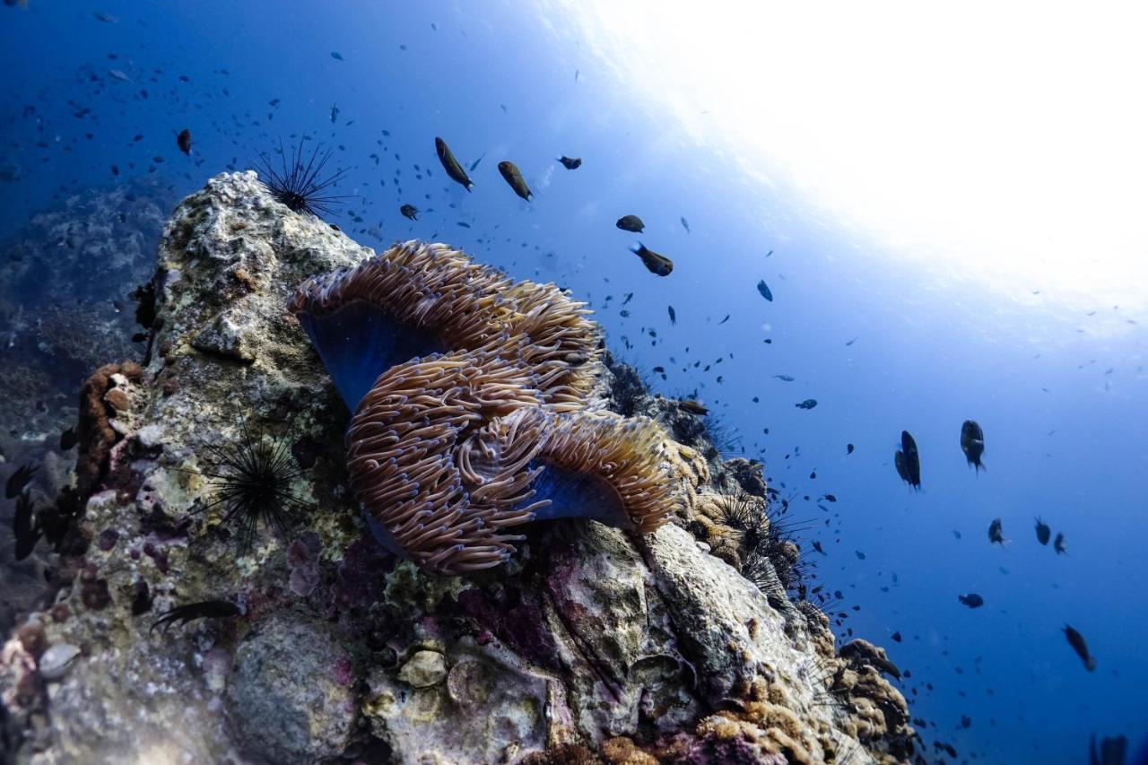 Hydronauts Diving Resort - Ko Tao Eksteriør bilde