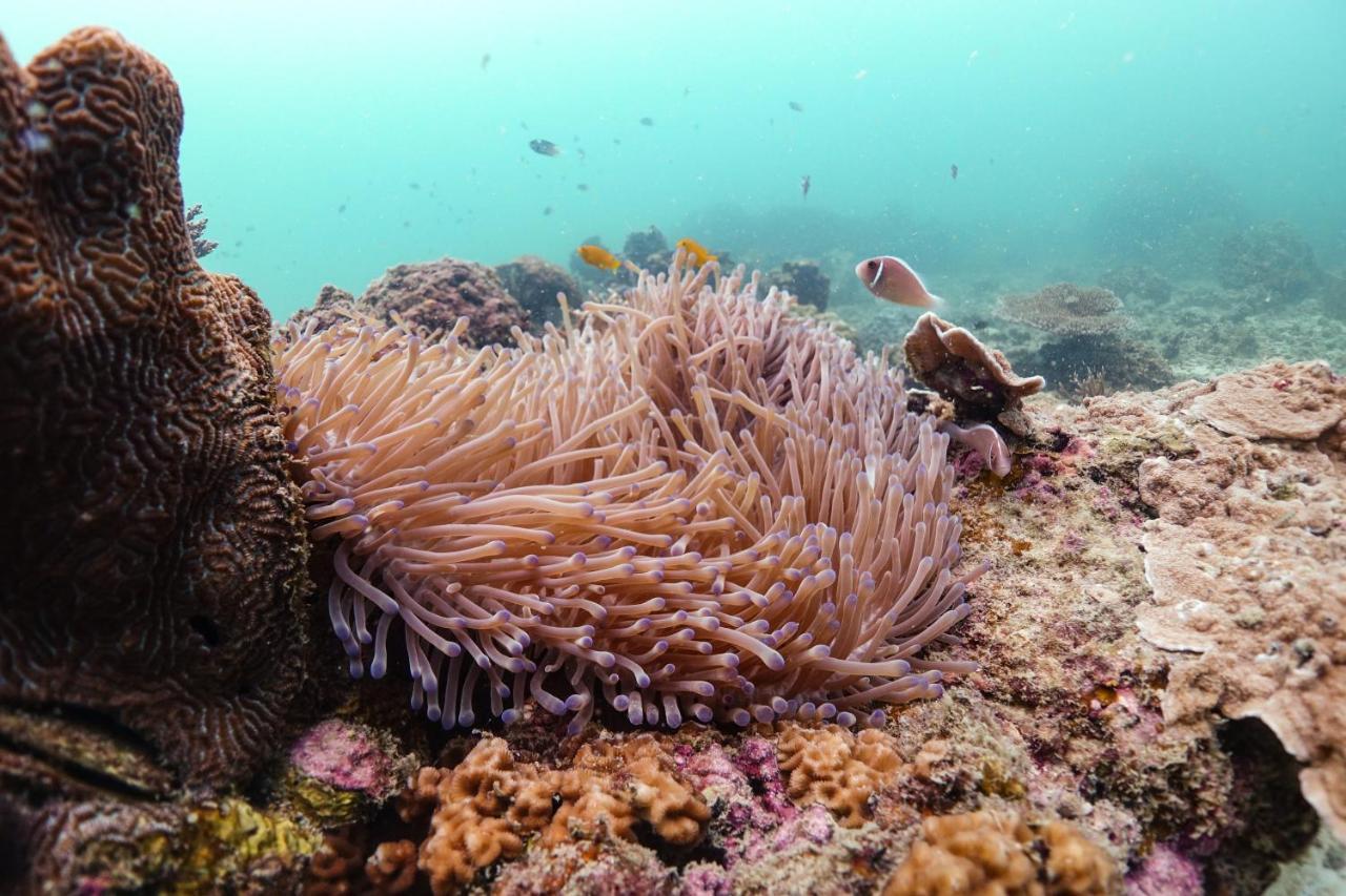 Hydronauts Diving Resort - Ko Tao Eksteriør bilde